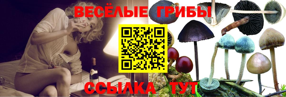 Галлюциногенные грибы Psilocybe Усолье-Сибирское